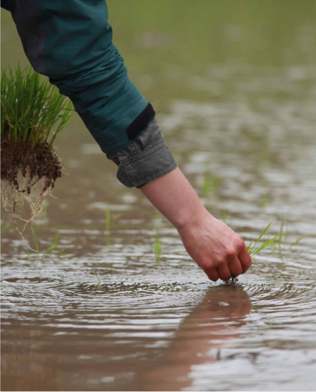 關於服部米藏越光米